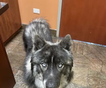 Animal Doctor Ltd: Garr Tammy DVM