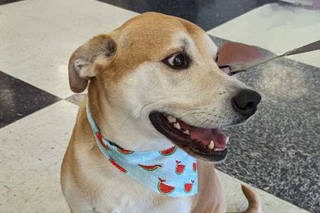 Vetco Vaccination Clinic