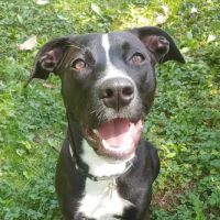 Spring Hill Veterinary Clinic ico