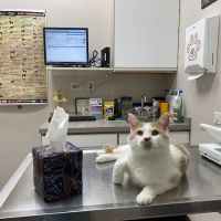 Randall Oaks Animal Hospital ico