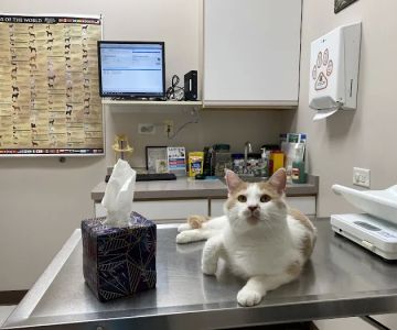 Randall Oaks Animal Hospital