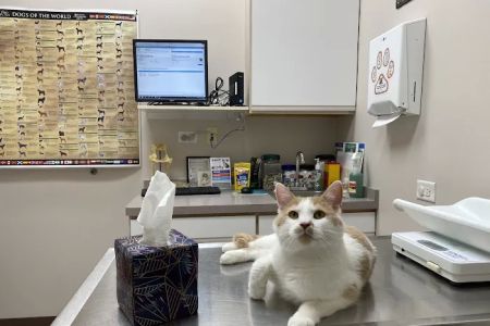 Randall Oaks Animal Hospital