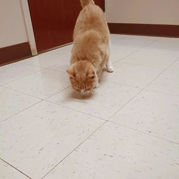 Randall Oaks Animal Hospital 2