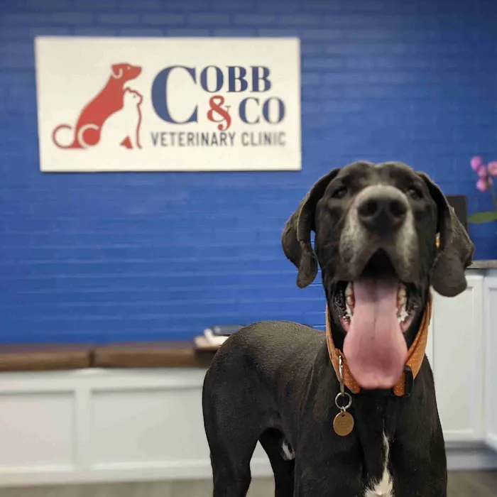 Cobb & Co Veterinary Clinic 3