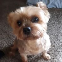 Animal Eye Consultants ico