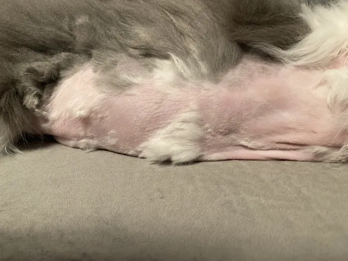 Fox River Animal Wellness Center 2