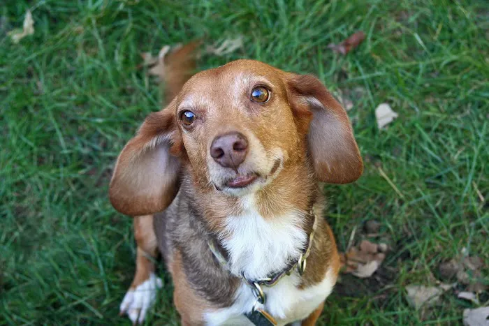 Fox River Animal Wellness Center 5