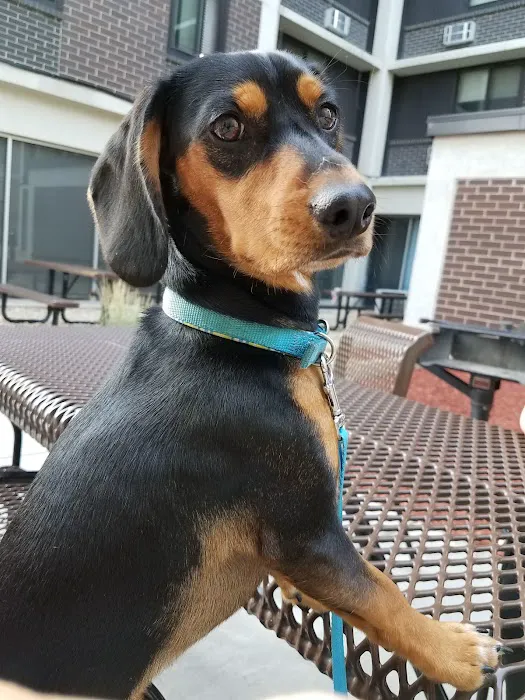 Fox River Animal Wellness Center 6