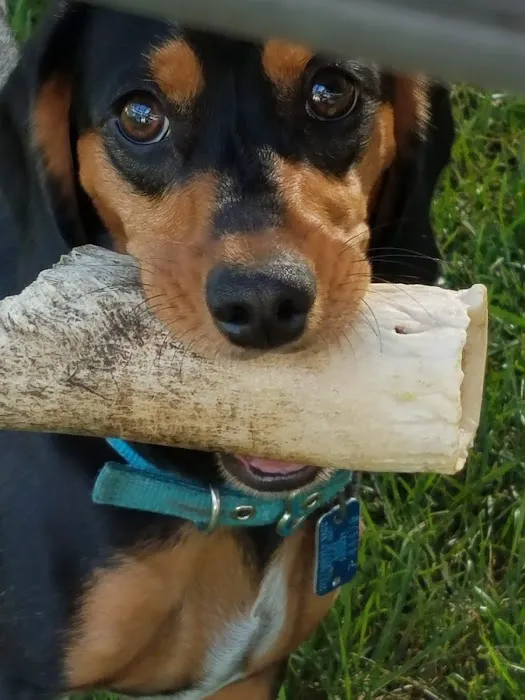 Fox River Animal Wellness Center 4