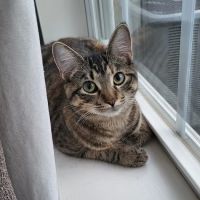 All Paws Veterinary Clinic ico