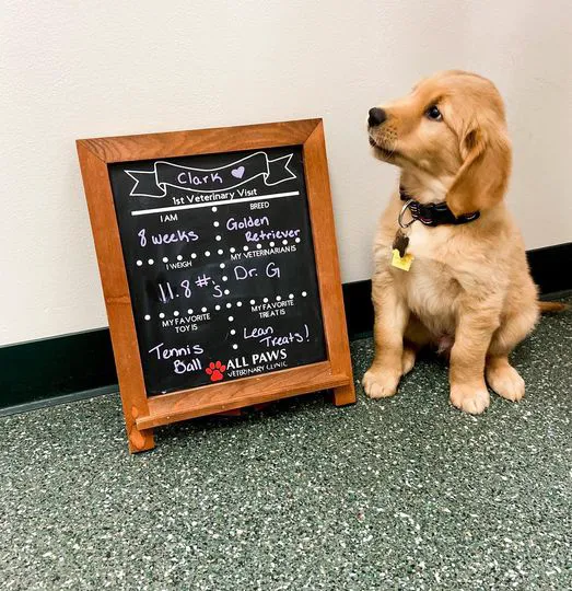 All Paws Veterinary Clinic 7