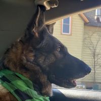 Family Pet Care Clinic ico