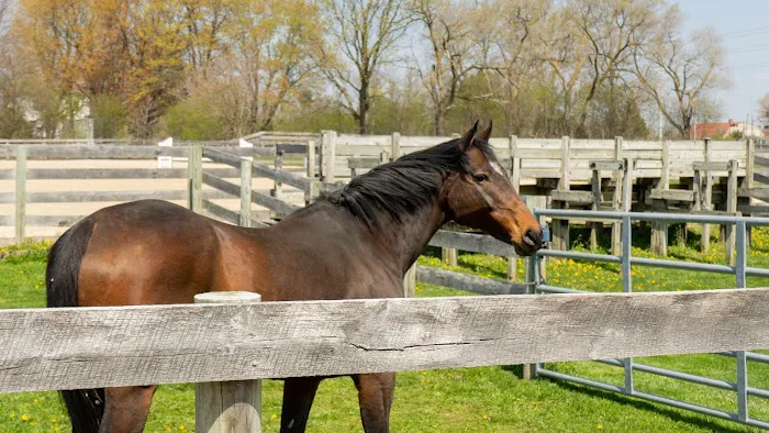 Iverson Equine Practice 12