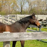 Iverson Equine Practice ico