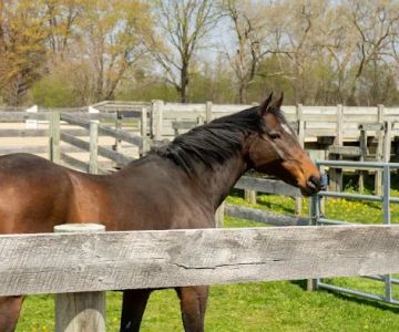Iverson Equine Practice