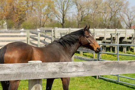 Iverson Equine Practice
