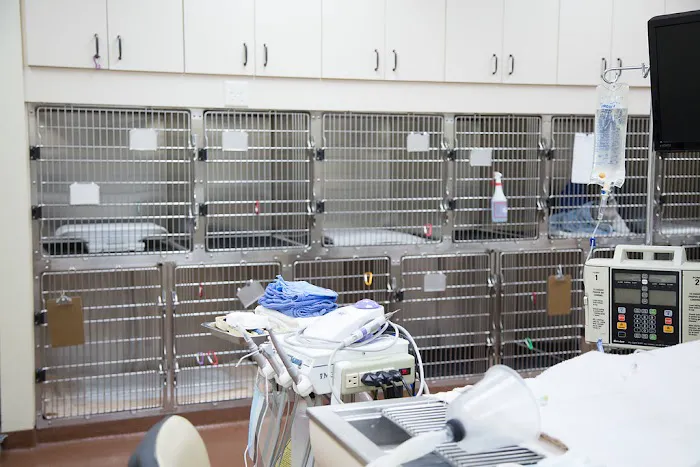 Arizona Veterinary Dental Specialists - Peoria 4