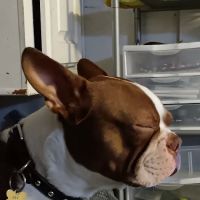 Vetco Vaccination Clinic ico