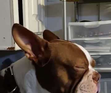 Vetco Vaccination Clinic