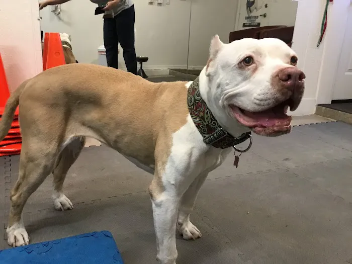 Arizona Veterinary Physical Rehabilitation 1