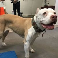 Arizona Veterinary Physical Rehabilitation ico