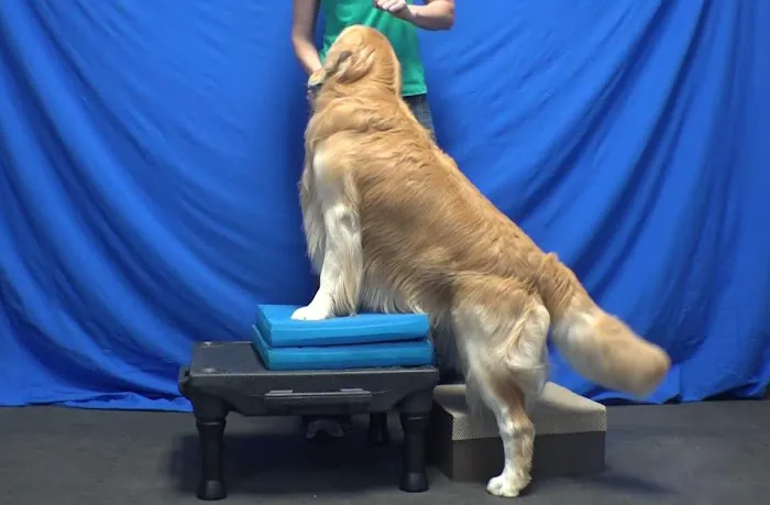 Arizona Veterinary Physical Rehabilitation 2