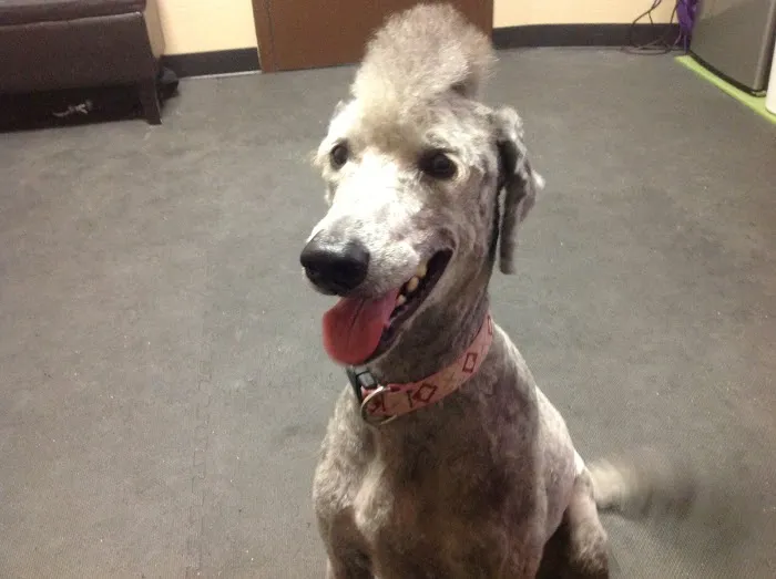 Arizona Veterinary Physical Rehabilitation 3