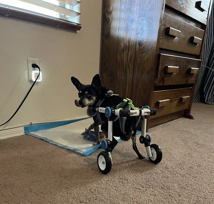 Arizona Veterinary Physical Rehabilitation 5