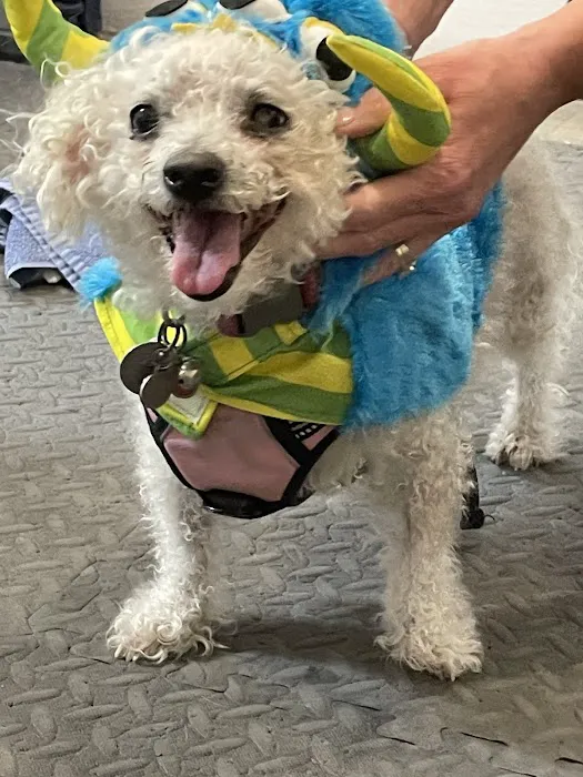 Arizona Veterinary Physical Rehabilitation 4