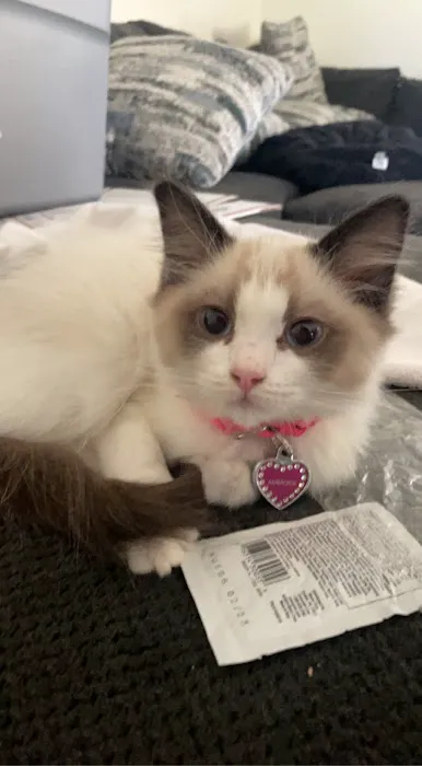 Razmataz Ragdoll Cats 2