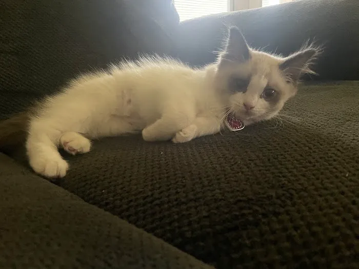 Razmataz Ragdoll Cats 3