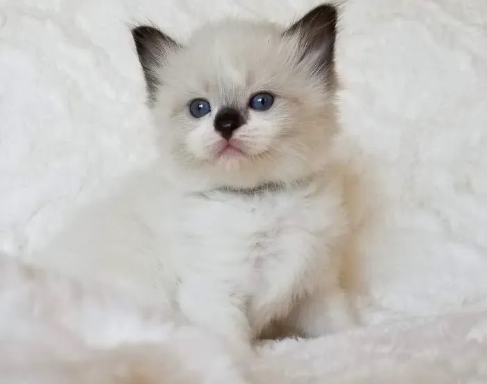 Razmataz Ragdoll Cats 1