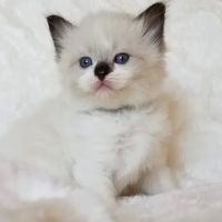 Razmataz Ragdoll Cats ico
