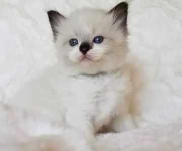 Razmataz Ragdoll Cats