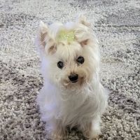 Petsvet Animal Hospital ico