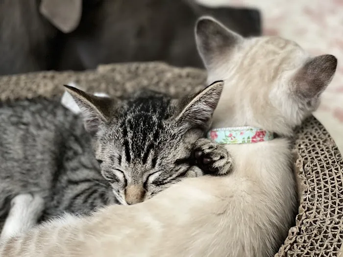Petsvet Animal Hospital 10
