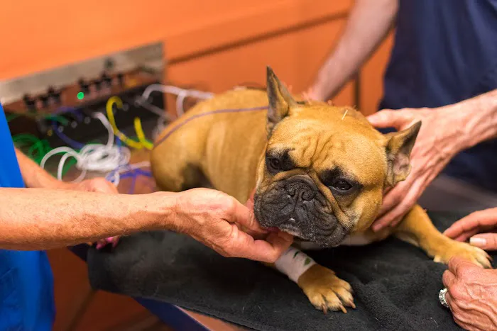 Petsvet Animal Hospital 9
