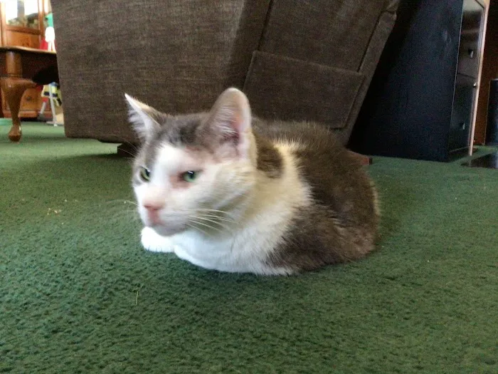VetIQ Petcare 1