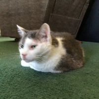VetIQ Petcare ico