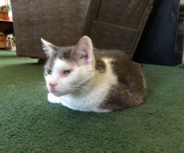 VetIQ Petcare