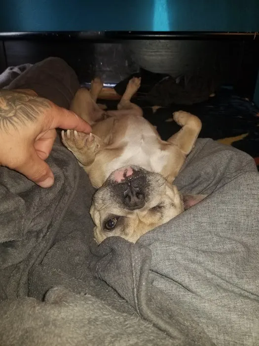 VetIQ Petcare 5
