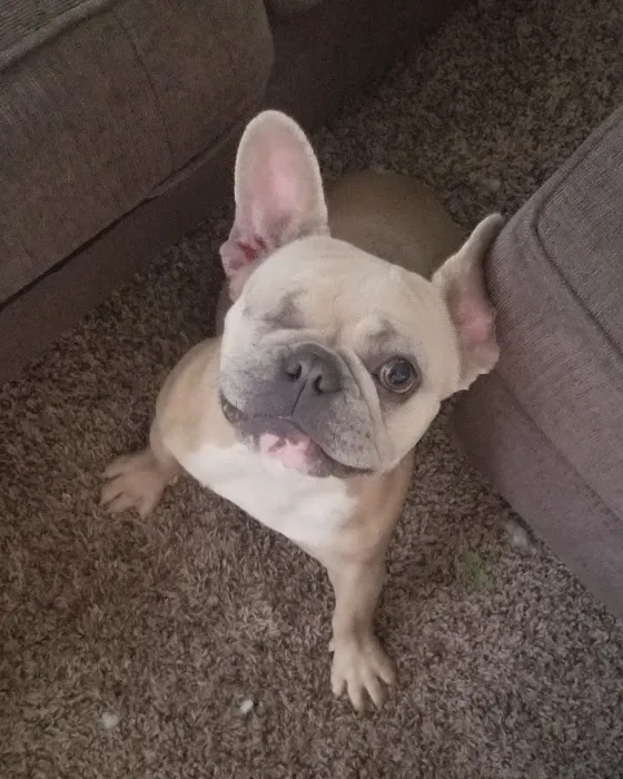 VetIQ Petcare 3