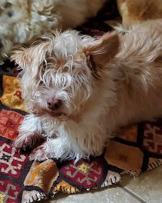 VetIQ Petcare 8