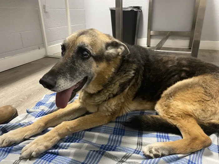 Sun City West Animal Hospital 4