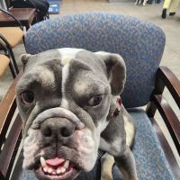 Sun City West Animal Hospital ico