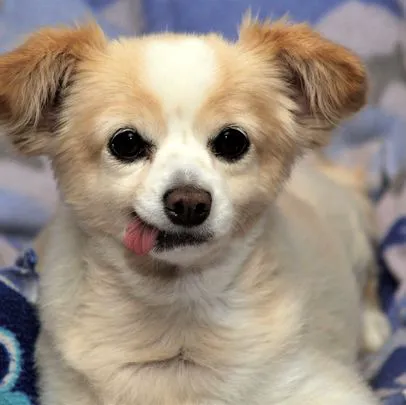 Sun City West Animal Hospital 5