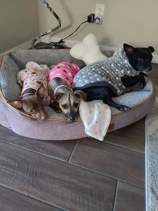 Animal Medical Center of Surprise 4