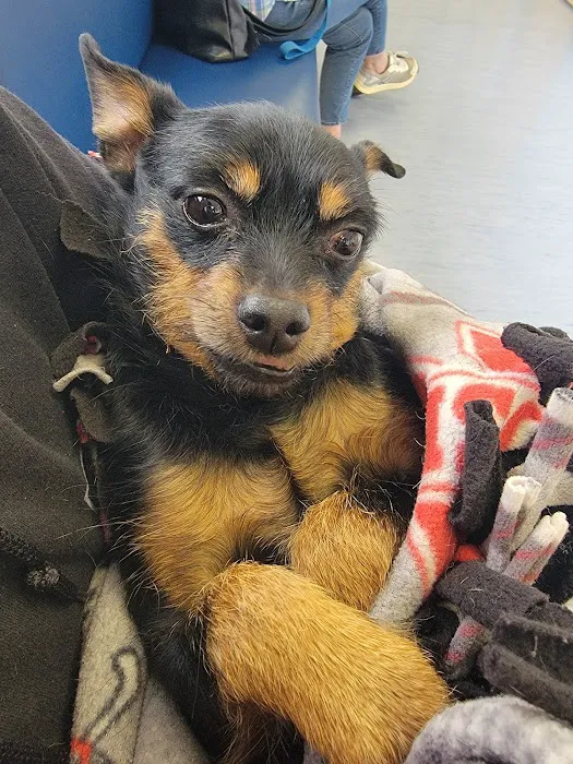 Animal Medical Center of Surprise 7
