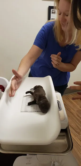 Animal Medical Center of Surprise 8