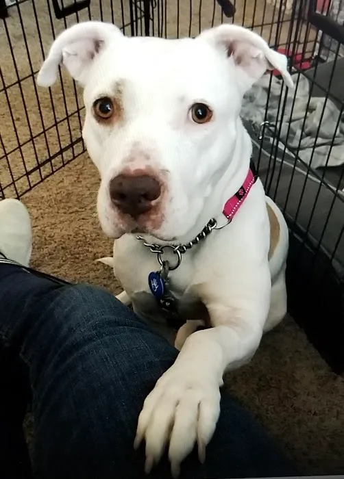 Animal Medical Center of Surprise 10